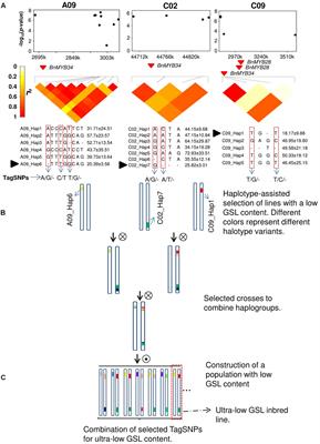 Exploring and Harnessing Haplotype Diversity to Improve Yield Stability in Crops